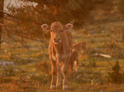 baba kaliveer cow freedom tale story